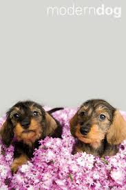 Puppies Free Modern Dog Wallpaper Modern Dog Magazine Head on over to /r/iphonehelp! puppies free modern dog wallpaper
