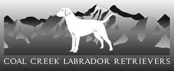 The right place when you are looking for ideas. Coal Creek Labrador Retrievers White Lab Dog Breeder