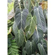 Black Gold Philodendron Philodendron Melanochrysum Indoor And Windowsill Plants Indoor Plants Philodendron Plant Plants Philodendron