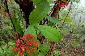 Image result for Cissus humbertii