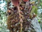 Image result for Bulbophyllum encephalodes
