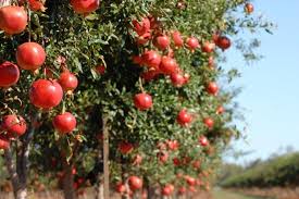 The male and unfertilized female flowers drop off naturally; Hs44 Mg056 The Pomegranate