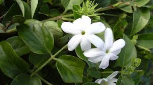 Uscita primaverile al vivaio per vedere tanti 'signor albero' con molti fiori profumatissimi. Piante Rampicanti Da Giardino Idee Green