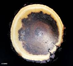 Image result for Secamone brevipes