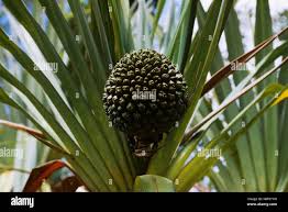 Image result for Pandanaceae