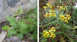 Image result for Senecio latifolius