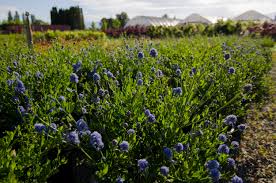 Evergreen huckleberries are black berries that grow on a shrub with thick, glistening leaves. Broadleaf Evergreens Brandywine Nursery Mt Vernon Wa 360 424 3266