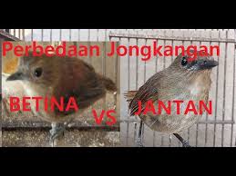 1.ciri yang pertama untuk melihat. Perbedaan Jongkangan Jantan Vs Betina Youtube