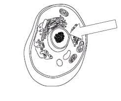 Plant And Animal Cell Organelles Quiz Plant And Animal Cells Animal Cell Organelles Science Cells