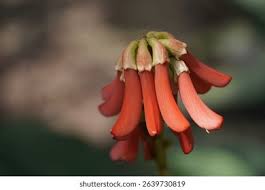 Image result for Erythrina zeyheri