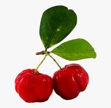 The barbados cherry is a small, round to oblate fruit, averaging about 1 inch in diameter. Clip Art Juice Barbados Cherry Fruit Barbados Cherry Tree Png Transparent Png Transparent Png Image Pngitem