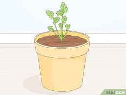 Before starting to harvest parsley, remove any imperfect or weak parsley plant at the end of the first growing season. How To Harvest Parsley With Pictures Wikihow