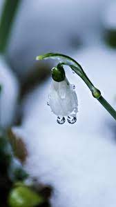 Pin On Flowers Wallpapers