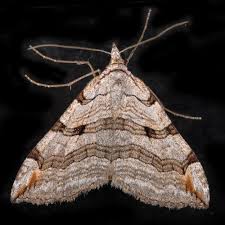 Image result for Aplocera efformata