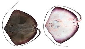 Image result for Drypetes gerrardii