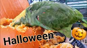 Pumpkins have a high water and fiber content and can act to hydrate the intestines and their contents when cats are suffering from constipation. Parrots Love To Eat Pumpkins Halloween Youtube
