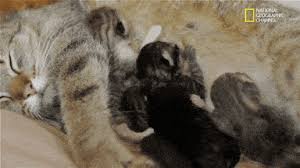 Cat and dog cuddling gif. Best Dog V Cat Gifs Primo Gif Latest Animated Gifs