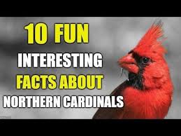 What Does It Mean When You See A Cardinal Bird Catch Them Easy In 2020 Fun Facts Northern Cardinal Bird Facts