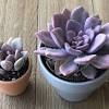 Shop from our wide variety of succulents and cacti. Https Encrypted Tbn0 Gstatic Com Images Q Tbn And9gctc1quei72gdumfqjui2rmpfz61bwuikw8njat06f86fwgvjxfv Usqp Cau