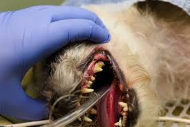 The services provided by pet dental services have proven to be invaluable to our practice. Affordable Pet Dental Care Veterinary Dentist Near Me Veterinary Dental Specialist In League City Tx Safarivet