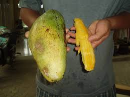 Madu dari dulu sudah terkenal ampuh untuk mengobati sakit tenggorokan. Rahasia Membesarkan Buah Dengan Cara Kreatif Halaman 1 Kompasiana Com