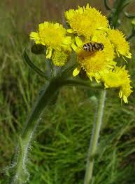 Image result for Senecio aetfatensis