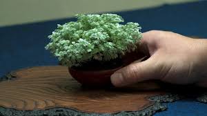 Cara Membuat Bonsai Serut Dan Merawatnya Dengan Mudah Untuk Pemula Hot Liputan6 Com