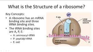 We did not find results for: The Structure Of Ribosomes Youtube