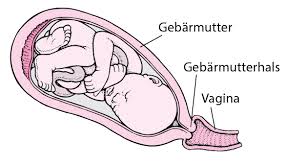 Wenn sie so wehen auslösen, kosten sie ihnen und ihrem körper eher kraft. Geburtswehen Gesundheitsprobleme Von Frauen Msd Manual Ausgabe Fur Patienten