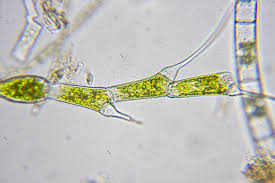 Image result for Alloeochaete