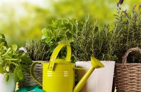 Der biogarten ist ein abschnitt in der natur, welcher originalgetreu der natur nachempfunden ist. Biogarten Und Ideen Fur Die Okologische Und Nachhaltige Gartengestaltung