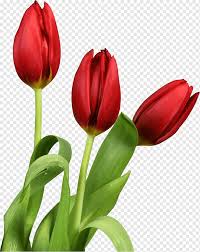 Yang indah dari jenis tanaman ini adalah bentuk dari pohon batang dan akarnya. Bunga Tulip Tulip Fotografi Presentasi Batang Tanaman Png Pngwing