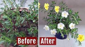 Check spelling or type a new query. Portulaca Not Flowering See What I Did To Get Blooms On Moss Rose Youtube