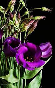 When given to a lover, a purple flower carries a message of majesty or enchantment. Which Plants Can Grow In Your Area Types Of Purple Flowers Lisianthus Flowers Purple Flowers