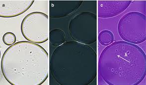 Image result for Polarized Microscopy