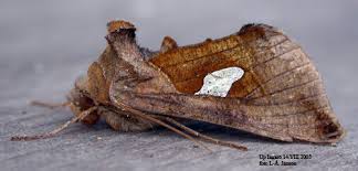 Image result for Autographa bractea
