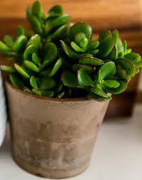 Collapsed, wrinkled leaves from drought (southern california late summer) in first photo; Jade Plant Leaves Wrinkled And Shriveling How To Solve It Gardener Report
