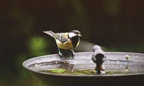 One question that comes up frequently is how high off the ground that the bird bath should be placed. Cast Iron Bird Baths Real Metal Bowls On A Tall Pedestal Bird Barn