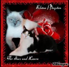 Katzen kaufen & kostenlos verkaufen. Account Login Susse Katzen Pfingsten Pfingstgrusse