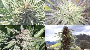 Cbd comes from the hemp plant. Top Cbd Hemp Strains Cbd Seeds For 2019