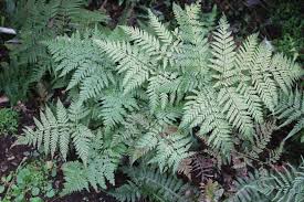 Image result for Lomariopsis guineensis