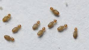 In the northeast, commercial hop production had been in decline since 1860, and the decline was accelerated in the early 1900s by both prohibition and with the increased interest in growing hops, arthropod pests became prevalent, said calderwood. Booklice Singapore How To Get Rid Wipeout Pest Control Services