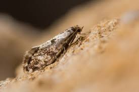 Une Methode Simple Pour Repousser Les Mites Dans La Cuisine Mites Alimentaire Poisson D Argent Insectes