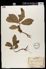 Image result for Crabbea velutina