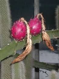 It's easly two stories high in wollongong nsw australia and has for the first time started to fruit which is. Night Queen Columnar Red Dragon Apple Cactus Harrisia Jusbertii Urban Tropicals