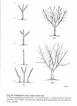 Should any fruit tree struggle despite attentive pruning, feeding, and meticulous protection of the main trunk, a spray made from liquid kelp is the first remedy to try. Pruning Fruit Trees