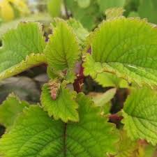 Image result for Plectranthus fruticosus