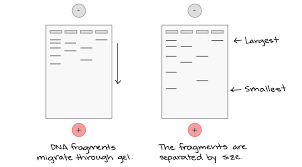 Levels Of Biological Organization From Smallest To Largest Ppt Intro To Biotechnology Article Khan Academy