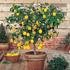 When do meyer lemon trees produce fruit. Dwarf Meyer Lemon Tree Gardens Alive