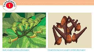 Seberapa Tinggikah Nilai Ekonomis Rempah rempah Di Mata Bangsa bangsa Eropa